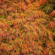 10 Weeping Laceleaf Maple Japanese Acer Palmatum Dissectum Green Yellow Red Tree - £11.98 GBP