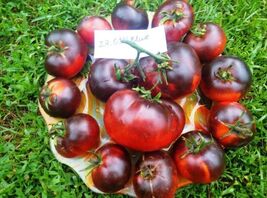 20 seeds, OSU BLUE Heirloom Tomato seeds - $5.00
