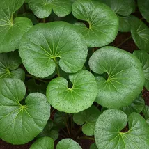 5 Farfugium Japonicum Giant Leopard Gigantea Plant Seeds - $13.95