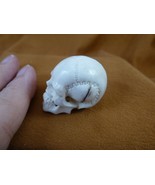 (SKULL-W60) Medium white full skeleton Skull figurine Bali antler crafted - $81.99 CAD