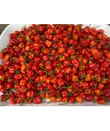 Kpakposhito (Ghanaian butt cheek pepper), 200 seeds for 11 USD, shipping cost (1 - $33.00