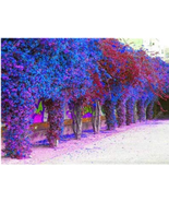 Pink Climbing Bougainvillea Spectabilis Willd Bonsai Plant Flower Bougai... - $10.90