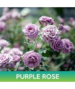 SMR Purple Rose Seeds Fresh Garden - €12,35 EUR