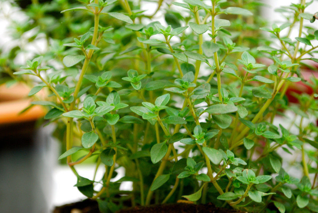 320 Seeds Thyme German Common Winter Perennial Fresh Gardening - $9.88