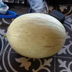 10 Portuguese Branco Do Ribatejo melon seeds  Unique Sweet  - $10.98