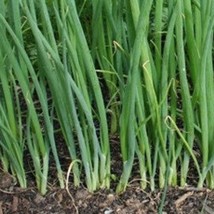 50 Japanese Bunching Onion Heshiko Seeds New Fresh Seeds USA - $13.40