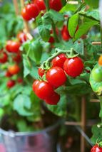 Tiny Tim Cherry Tomato Seeds, Dwarf Tomato Plant, NON-GMO, Heirloom,30 Seeds - £8.44 GBP