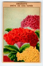 1920&#39;s Flower Art Print AMARANTE CRETE Lithograph Original Vintage For Seed Pack - £8.59 GBP