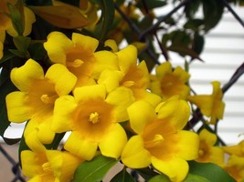 10 Seeds - Carolina Yellow Jessamine - Climbing Vine (Gelsemium sempervirens) - £7.20 GBP