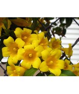 10 Seeds - Carolina Yellow Jessamine - Climbing Vine (Gelsemium sempervi... - €7,77 EUR