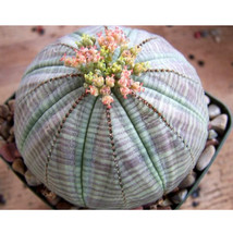 5Pcs Euphorbia Obesa Seed Fresh Garden - £33.77 GBP