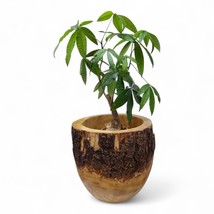 Mango Wood Planter Solid Flowerpot Plant Cup Natural Braun Bowl Decoration - £121.08 GBP+