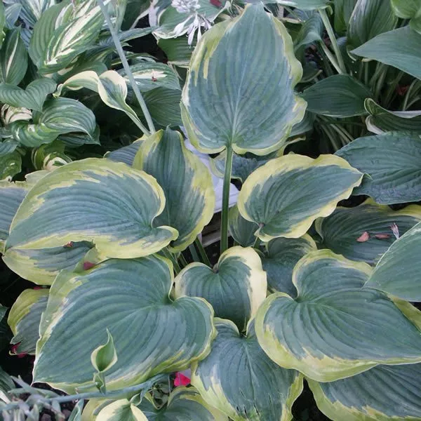 Hosta Seducer Large Disease Free 2.5&quot;  - £20.09 GBP