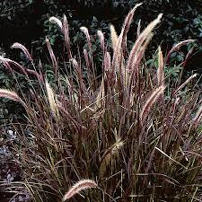 5 Red Fountain Grass Plant Bare Root Landscape Fall Color Ornamental Gra... - $64.00