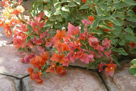 Bougainvillea - Orange King - £36.54 GBP