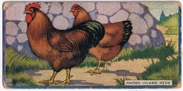 Cowan Co Toronto Card Rhode Island Reds Chicken Series - $190.96 MXN