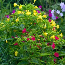 Flower Seeds 4 O&#39;Clock Rainbow Mix 25 Seeds Mirabilis Fresh Seeds From US - £12.80 GBP