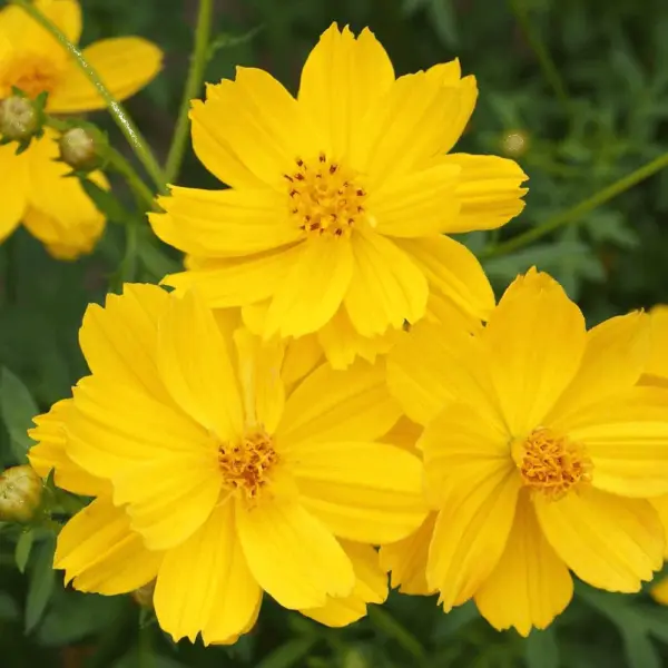 Cosmos Seeds Lemon Dwarf Sulphur 100 Ct Yellow Flower Annual Usa Garden - £3.56 GBP