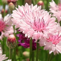 50 Light Pink Bachelor&#39;s Button Seeds Annual Seed Flower - £12.54 GBP