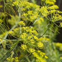 Premium Fennel Seeds Pack of 100 - Grow Your Own Aromatic Herb, Ideal for Culina - £5.59 GBP