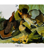 1979 Ruffed Grouse Color Plate Print Audubon Birds Of America Vintage Ar... - $564.18 MXN