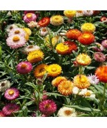 200 Seeds Strawflower Tom Thumb Mix - $8.98
