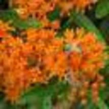 500 Seeds Wildflower Mix MONARCH BUTTERFLY 27 Heirloom Flower Species w/Milkweed - £9.62 GBP