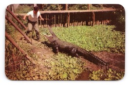 Big George Largest Alligator In Captivity Florida FL UNP Chrome Postcard M16 - £3.85 GBP