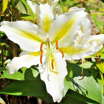 20 Golden Romance Oriental Lily Seeds Lilium Golden Romance Gardening Beautiful  - $11.00