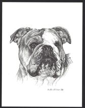 #369 ENGLISH BULLDOG  portrait dog art print * Pen and ink drawing * Jan... - $12.50
