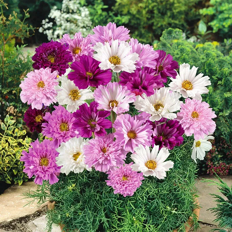 Seeds USA Seller 200 Double Click Mixed Cosmos Seeds Planting - £8.46 GBP