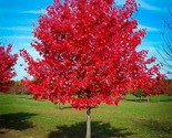 Live Red Maple Tree Bare Fully Rooted Plant Acer Saccharum 1 -4 yo 4-40&quot;... - $19.00+