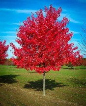 Live Red Maple Tree Bare Fully Rooted Plant Acer Saccharum 1 -4 yo 4-40&quot;+ tall - £14.94 GBP+