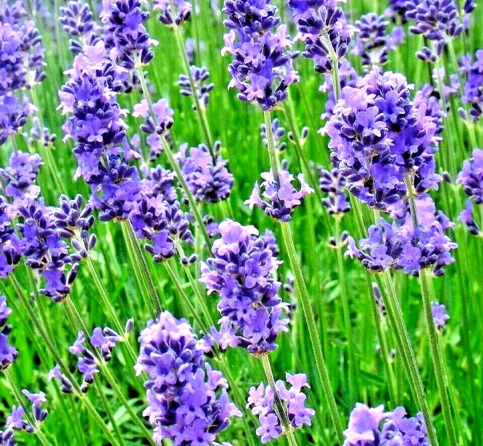 800+ Lavender Seeds Spring Perennial Mosquito Bug Repelling Herb Bees No... - $4.58