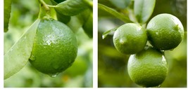 26-30&quot; Tall - Dwarf Mexican Key Lime Tree - Live Citrus Plant - Gallon Pot - £114.65 GBP