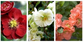 3 Plants Scarlet/White/Peach Double Take Flowering Quince - 4&quot; Pots - £91.36 GBP