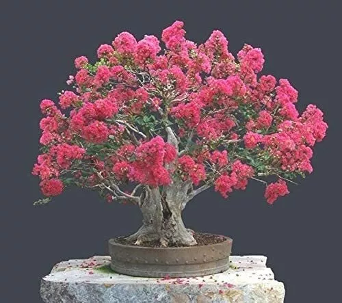 20 Crape Myrtle Bonsai Tree Seeds Exotic Bark And Vibrant Flowers Usa Seller - £15.78 GBP