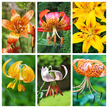 USA SELLER 15 Western Lily Tiger Leopard Lemon Alpine Color Mix Lilium Flower Se - £11.26 GBP