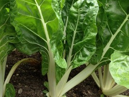 Fordhook Giant Swiss Chard Seeds, NON-GMO, Salad Greens, Heirloom, Free Shipping - £1.30 GBP+