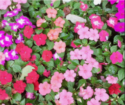  MIXED COLORS DWARF IMPATIENS Red Pink Orange Shade Flower 50 Seeds - £7.82 GBP