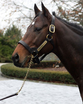 Henry the Navigator photos- Champion Sire and racehorse. three to choose from - £11.99 GBP