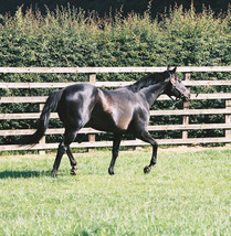 Color Photo   Cape Cross  In Paddock - £6.34 GBP+