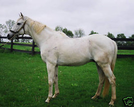 8x10 Color photo of GATO DEL SOL Derby winner #4 - £15.95 GBP