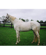 8x10 Color photo of GATO DEL SOL Derby winner #4 - $28.05 CAD