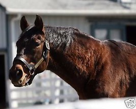 8x10 color Headshot. of  ALYSHEBA (34) - £11.85 GBP