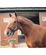 8x10 Color photo of KY DERBY WINNER STRIKE THE GOLD   - at Vinery - $20.51 CAD
