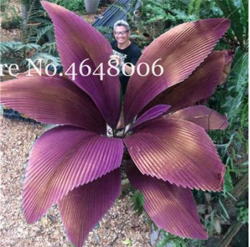 100 Pcsbag Purple Travelers Palm Flores Ravenala Madagascariensis Chines... - $5.19