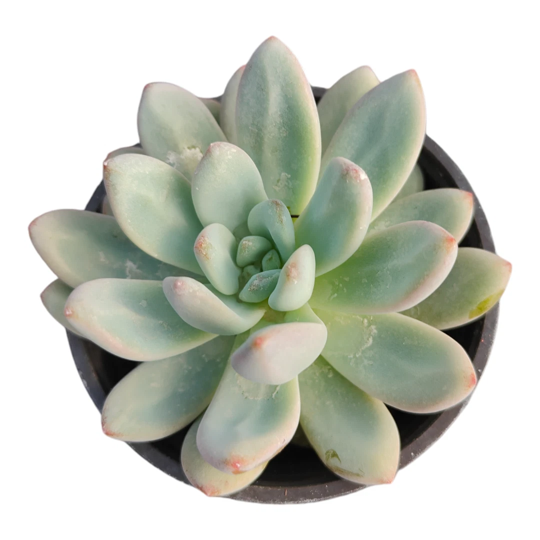 Pachyphytum Starburst Succulent Plant - $21.20