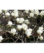 SMX Magnolia Denudata 10 Seeds Fragrant Flowering Yulan Jade Lily Tree S... - €9,75 EUR SMX Magnolia Denudata 10 Seeds Fragrant Flowering Yulan Jade Lily Tree S... - €9,75 EUR