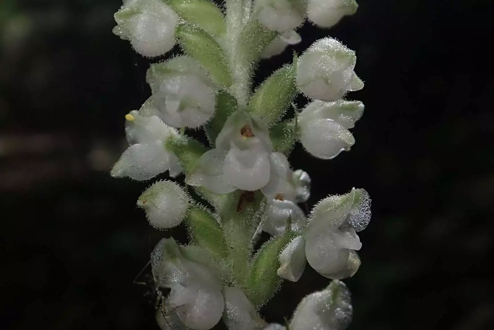 5 Root Systems Downy Rattlesnake Plantain Orchid Perennial Goodyera pubescens - £59.80 GBP